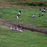 Oche selvatiche: la monogamia riduce lo stress