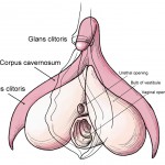 Vagina: ma che brutta parola...