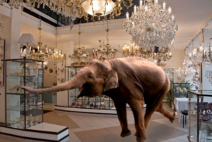 Come un elefante in un negozio di cristalli - Consulenza online