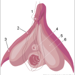 La clitoride, questa sconosciuta